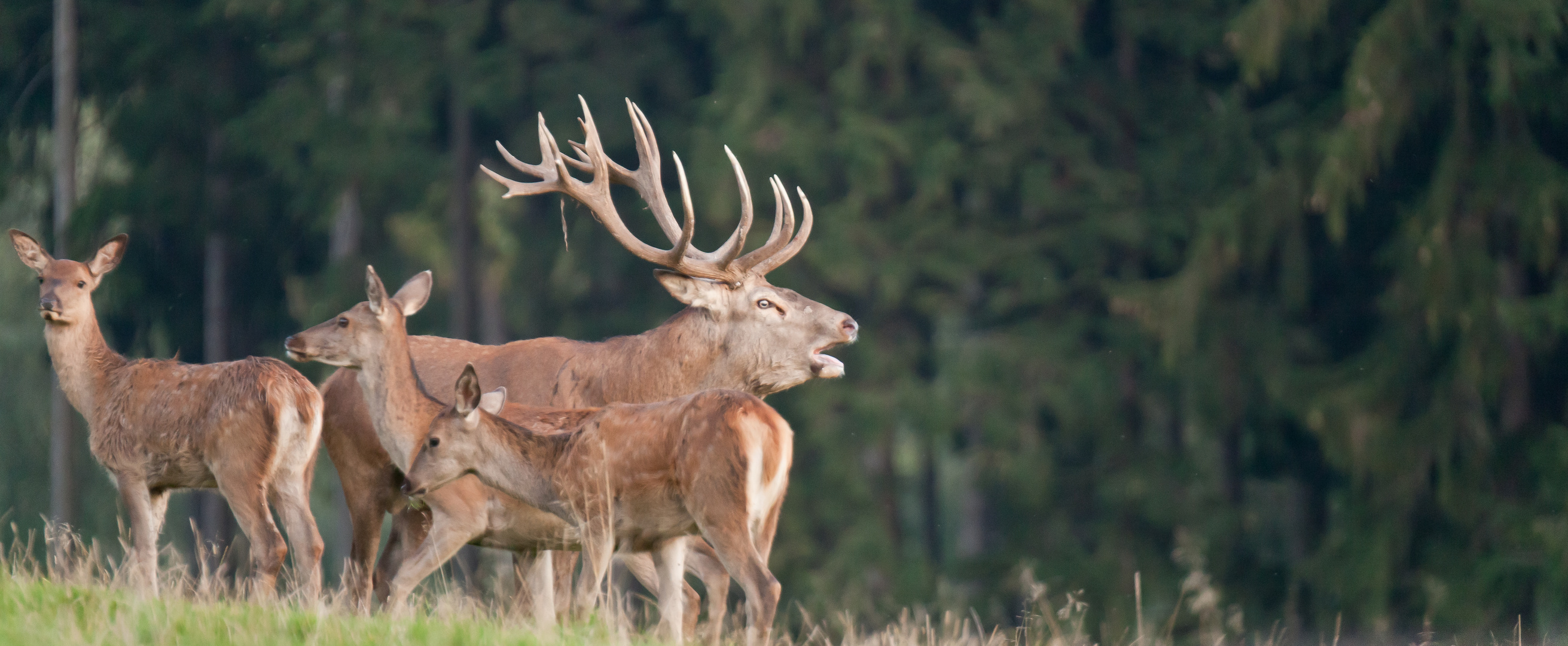 Hirsch_in_der_Brunft_mit_Rudel_2