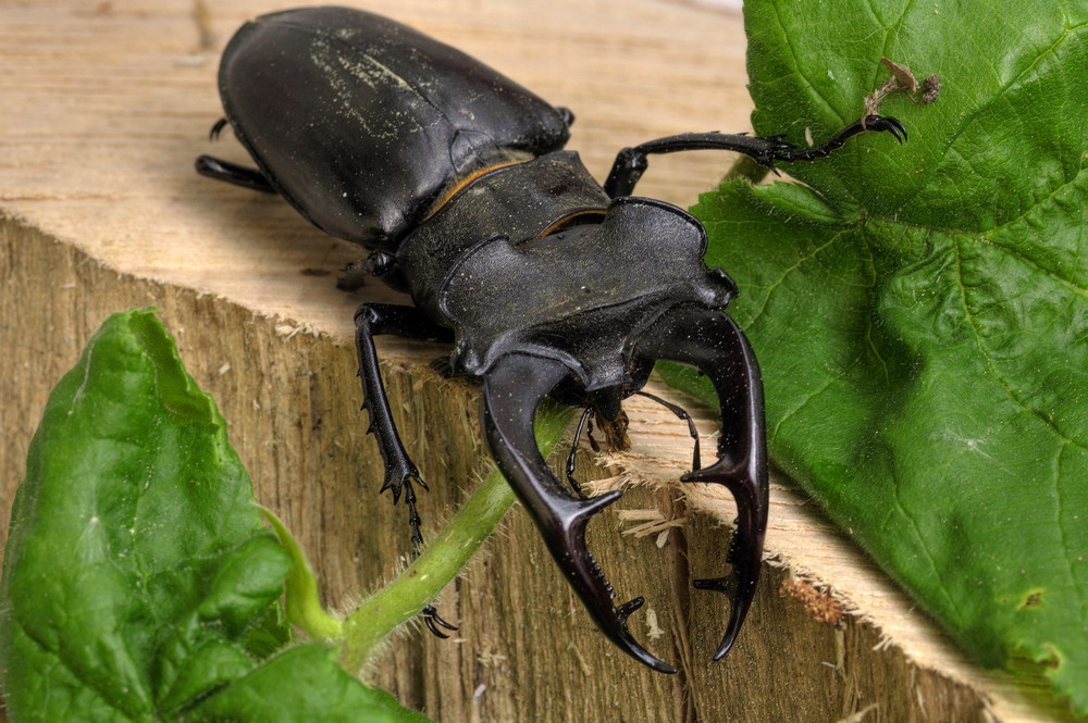 Hirschkäfer von ritschiie 