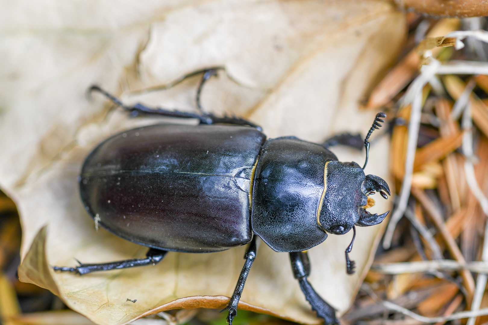 Hirschkäfer