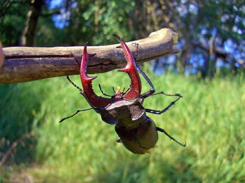 Hirschkäfer