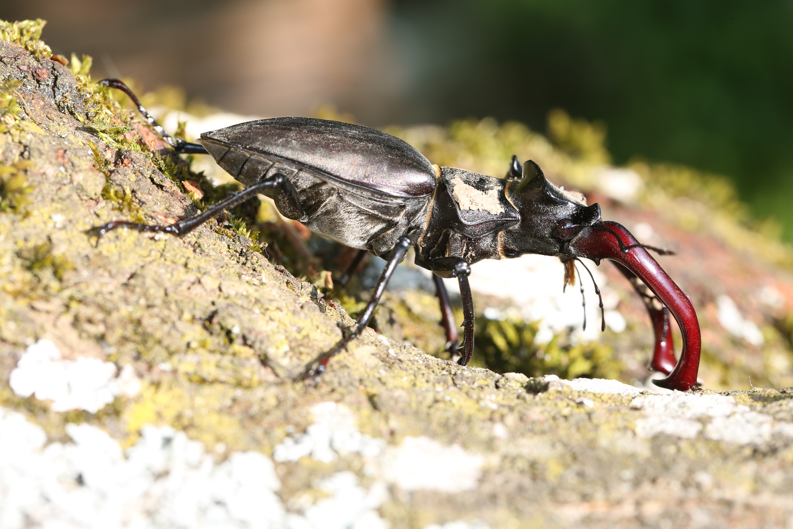 Hirschkäfer