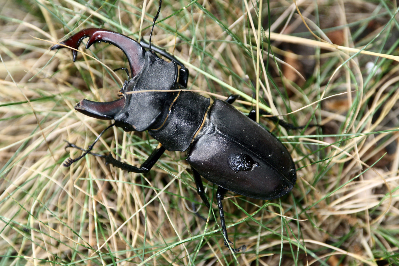 Hirschkäfer