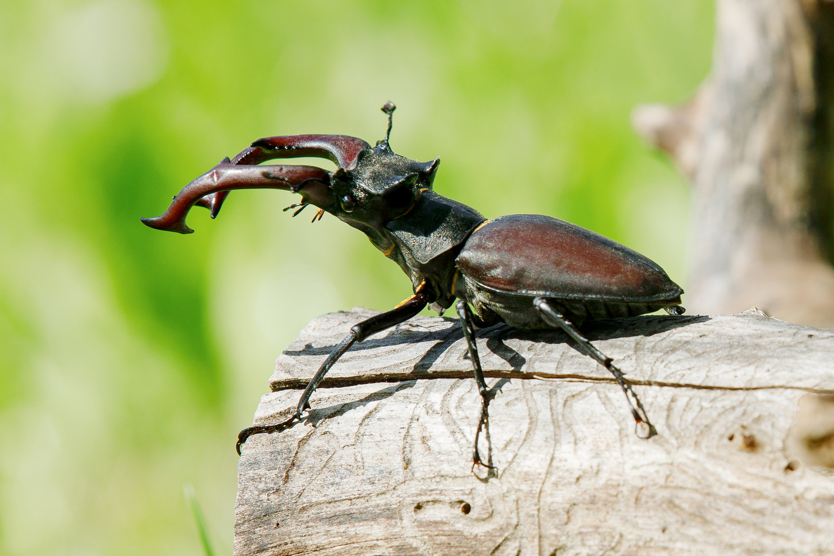 Hirschkäfer