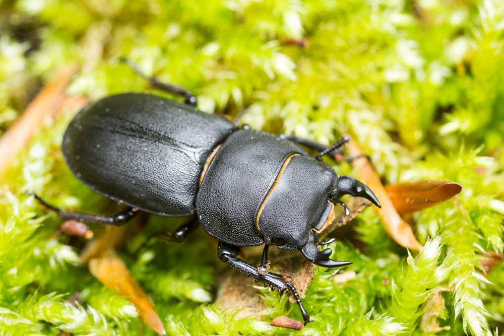 Hirschkäfer