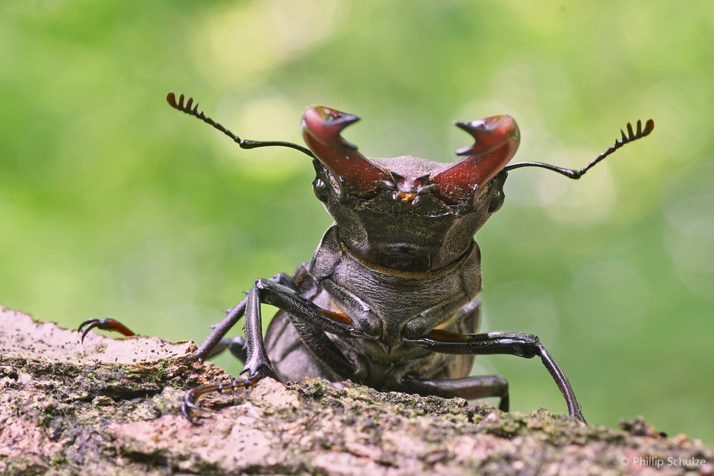 Hirschkäfer