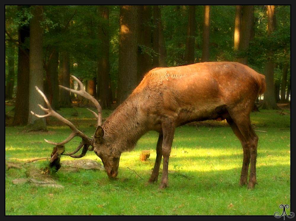 Hirsch(käfer)