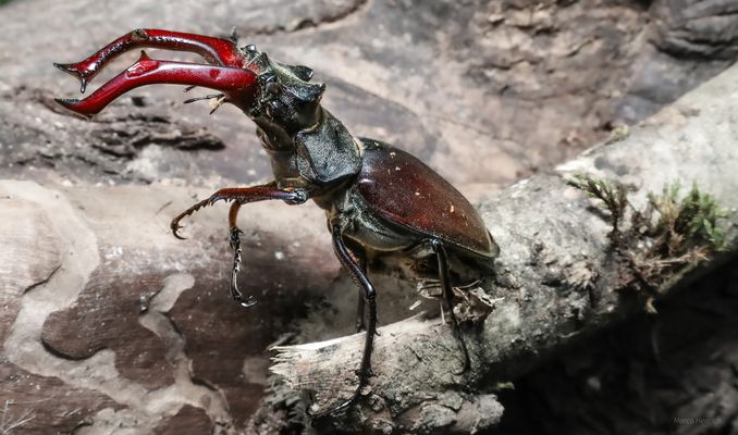 Hirschkäfer !