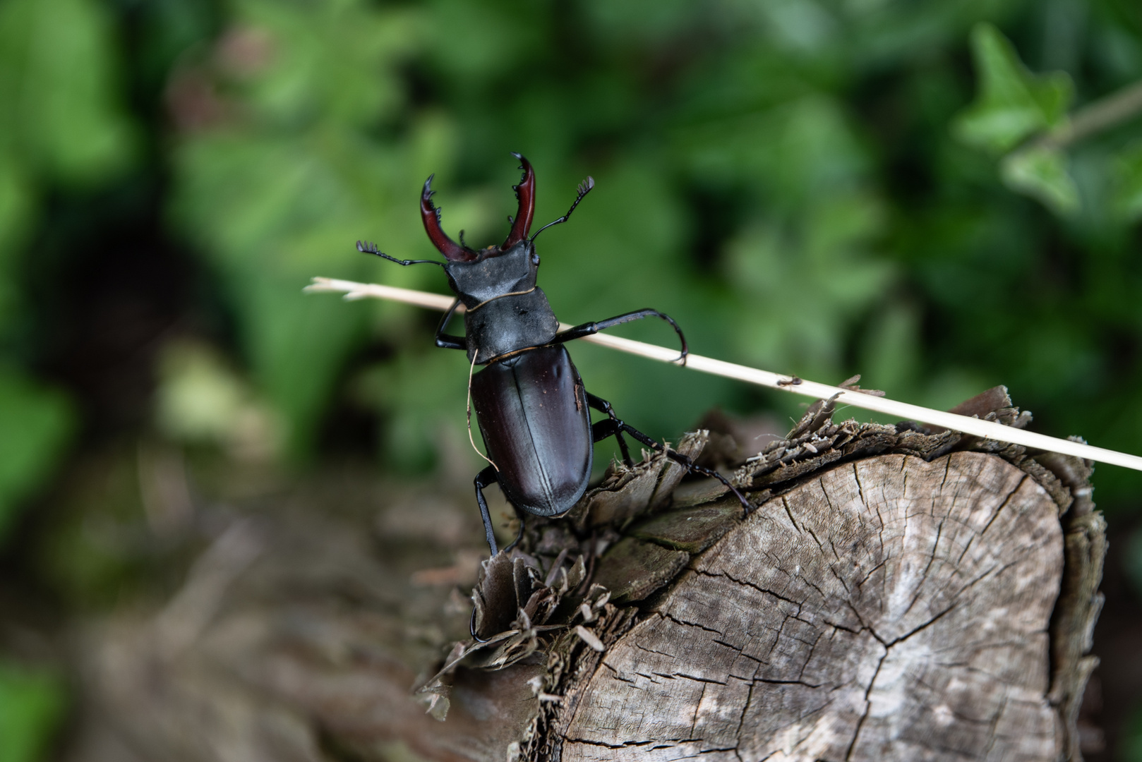 Hirschkäfer