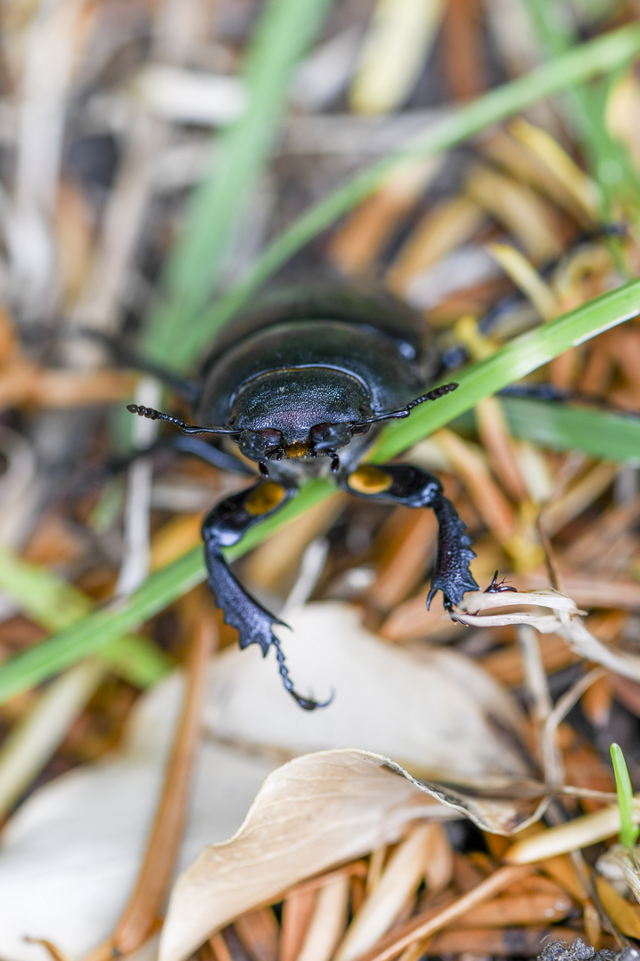 Hirschkäfer