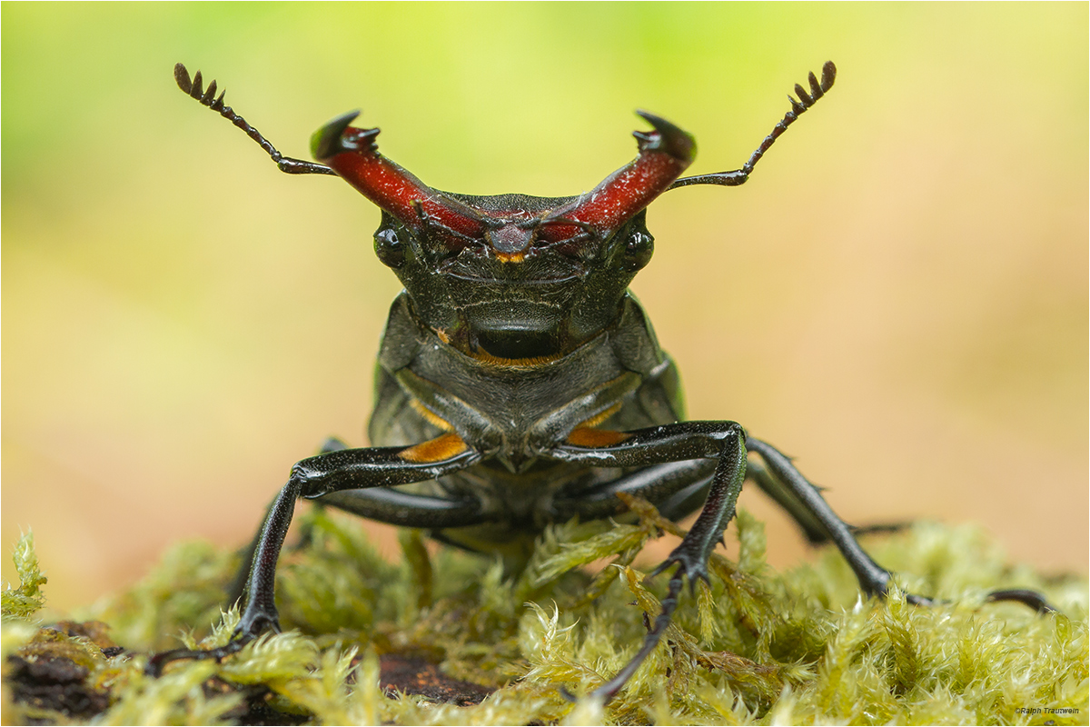 Hirschkäfer