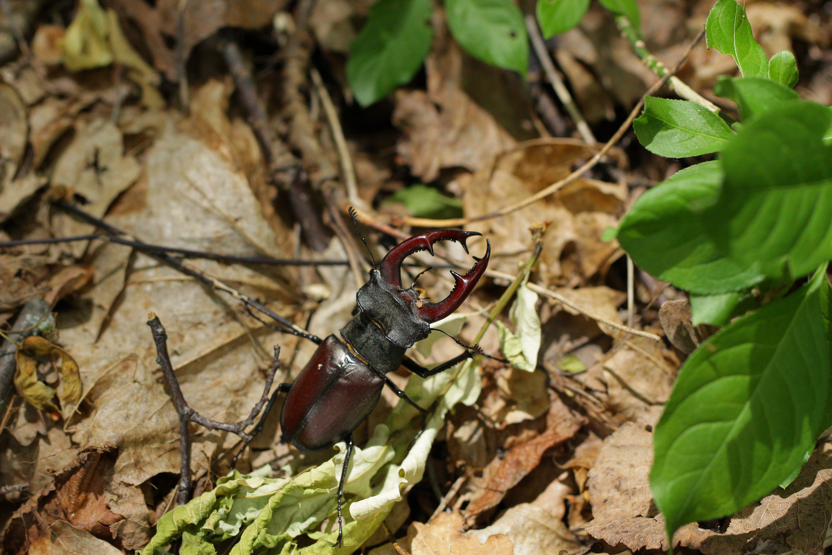 Hirschkäfer 