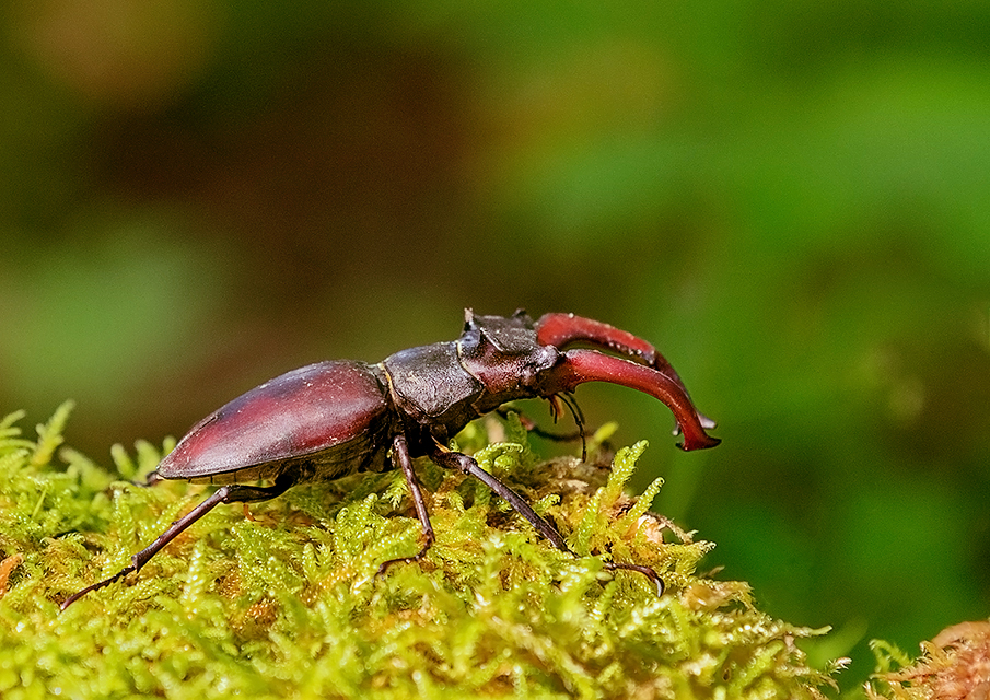 Hirschkäfer