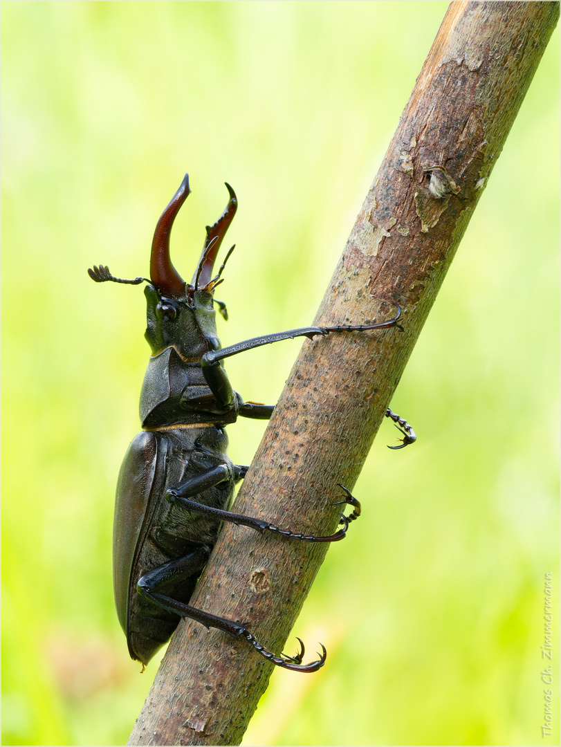 Hirschkäfer