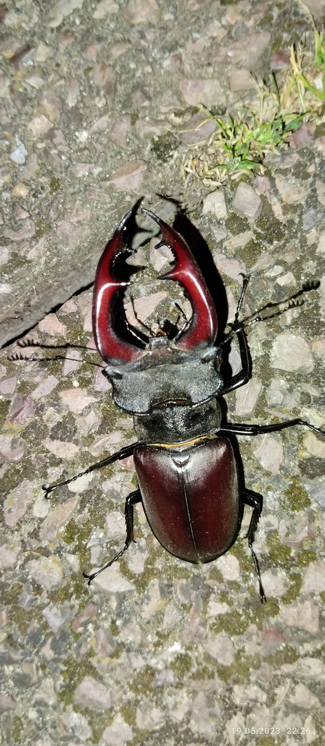 Hirschkäfer am Abend