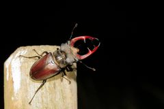 Hirschkäfer am lauen Maiabend  