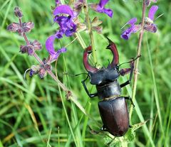 Hirschkäfer am Waschberg