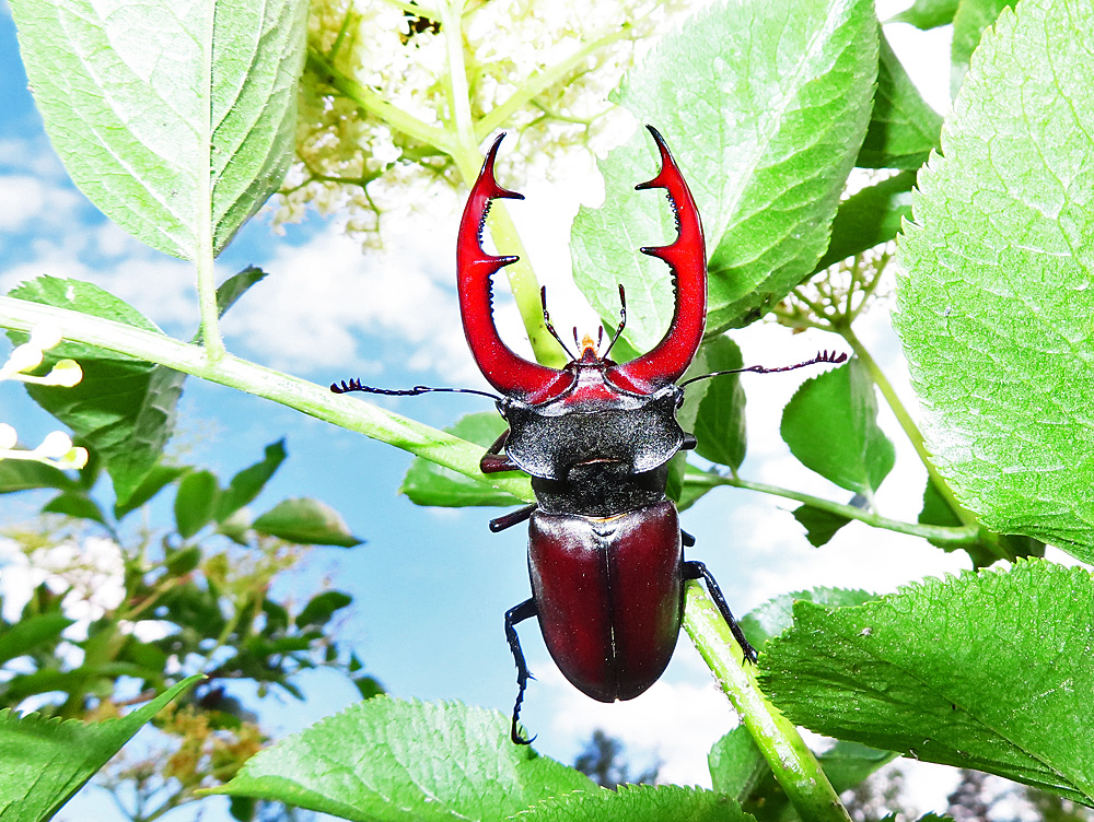 Hirschkäfer an Hollunder