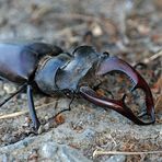 Hirschkäfer auf Abwegen 01