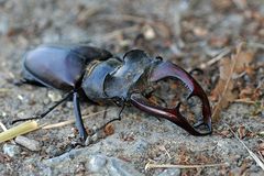 Hirschkäfer auf Abwegen 01