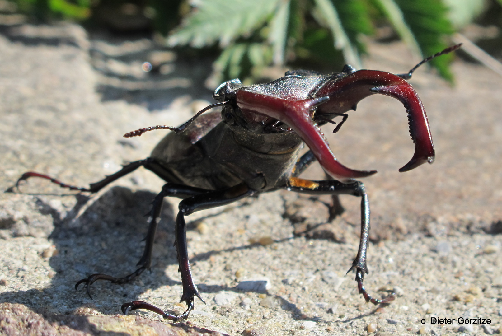 Hirschkäfer auf Angriffskurs!