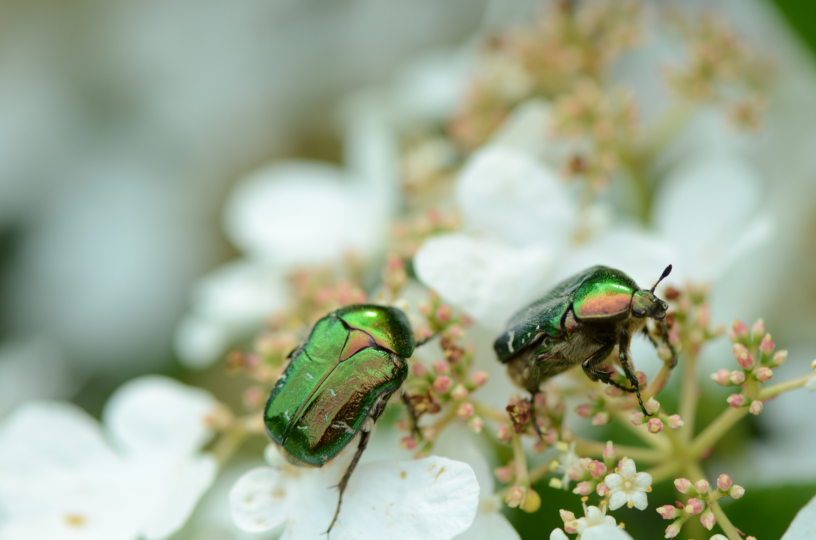 Hirschkäfer auf Nahrungssuche