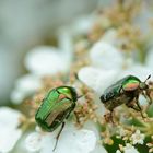 Hirschkäfer auf Nahrungssuche