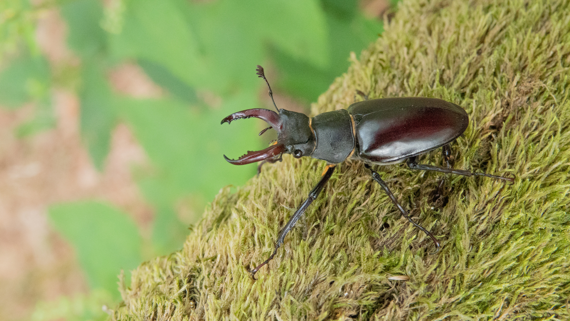 hirschkäfer aus dem spessart