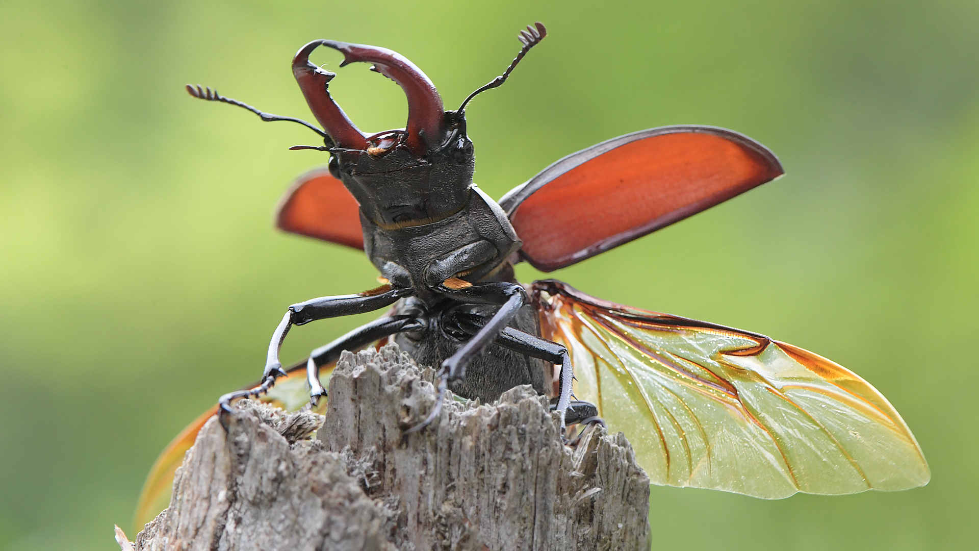 Hirschkäfer beim Abflug