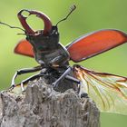 Hirschkäfer beim Abflug