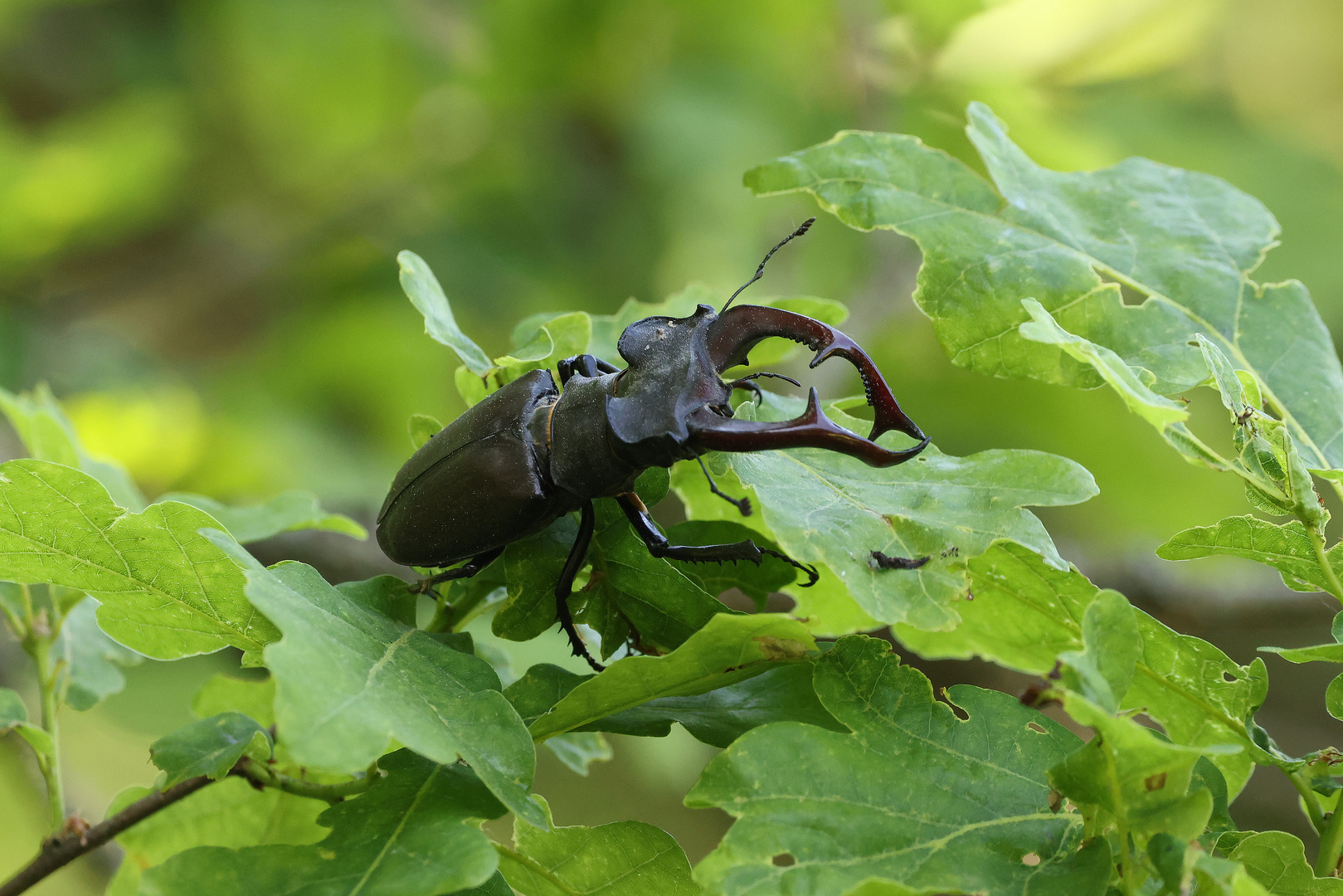 Hirschkäfer