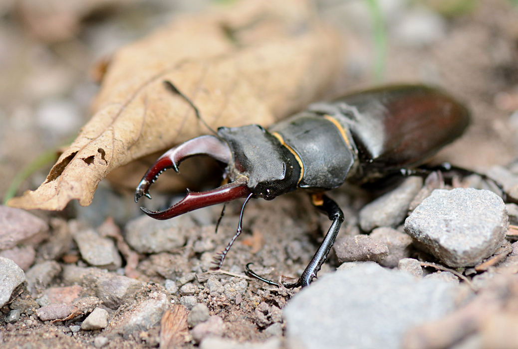 Hirschkäfer