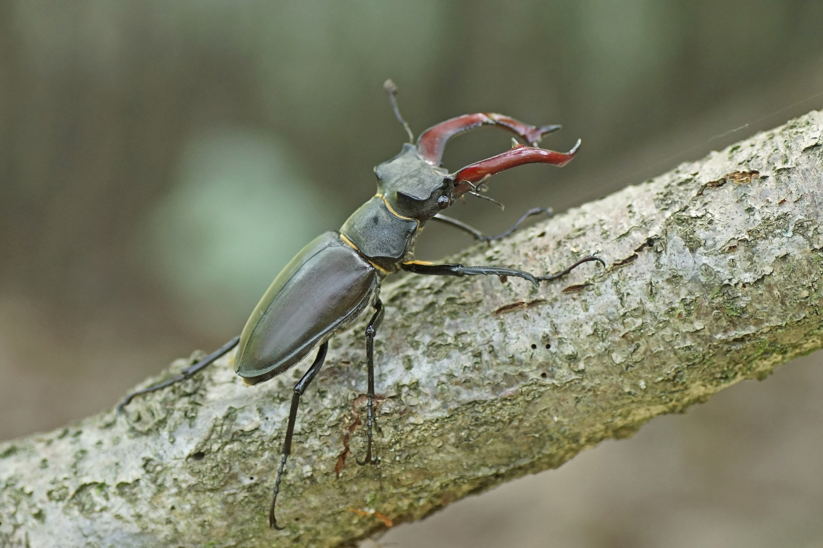 Hirschkäfer (Cervus cervus), Männchen