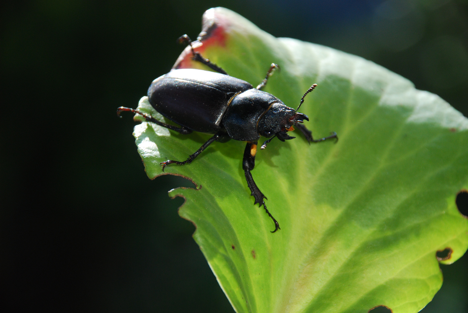 Hirschkäfer