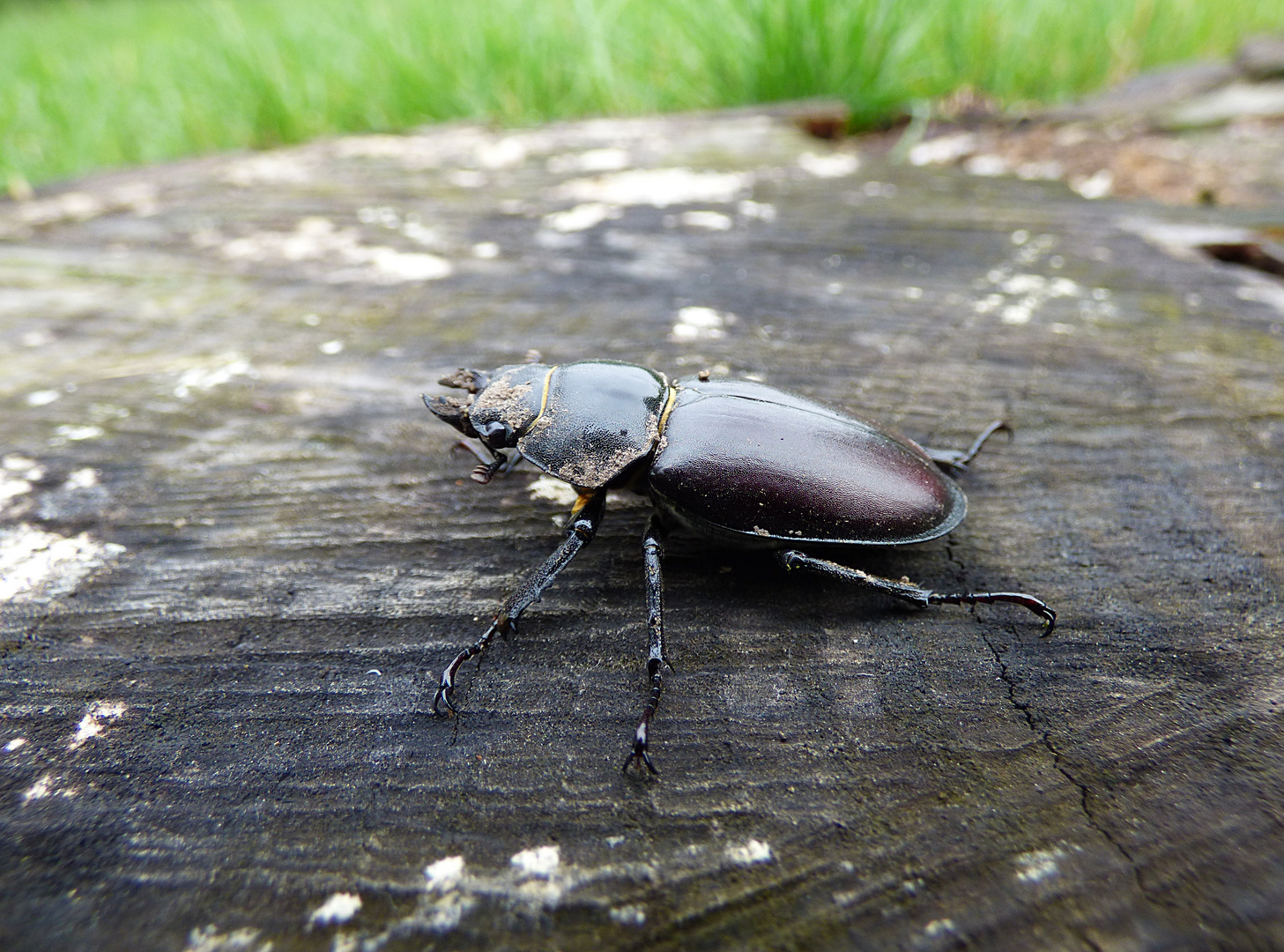 Hirschkäfer (female)