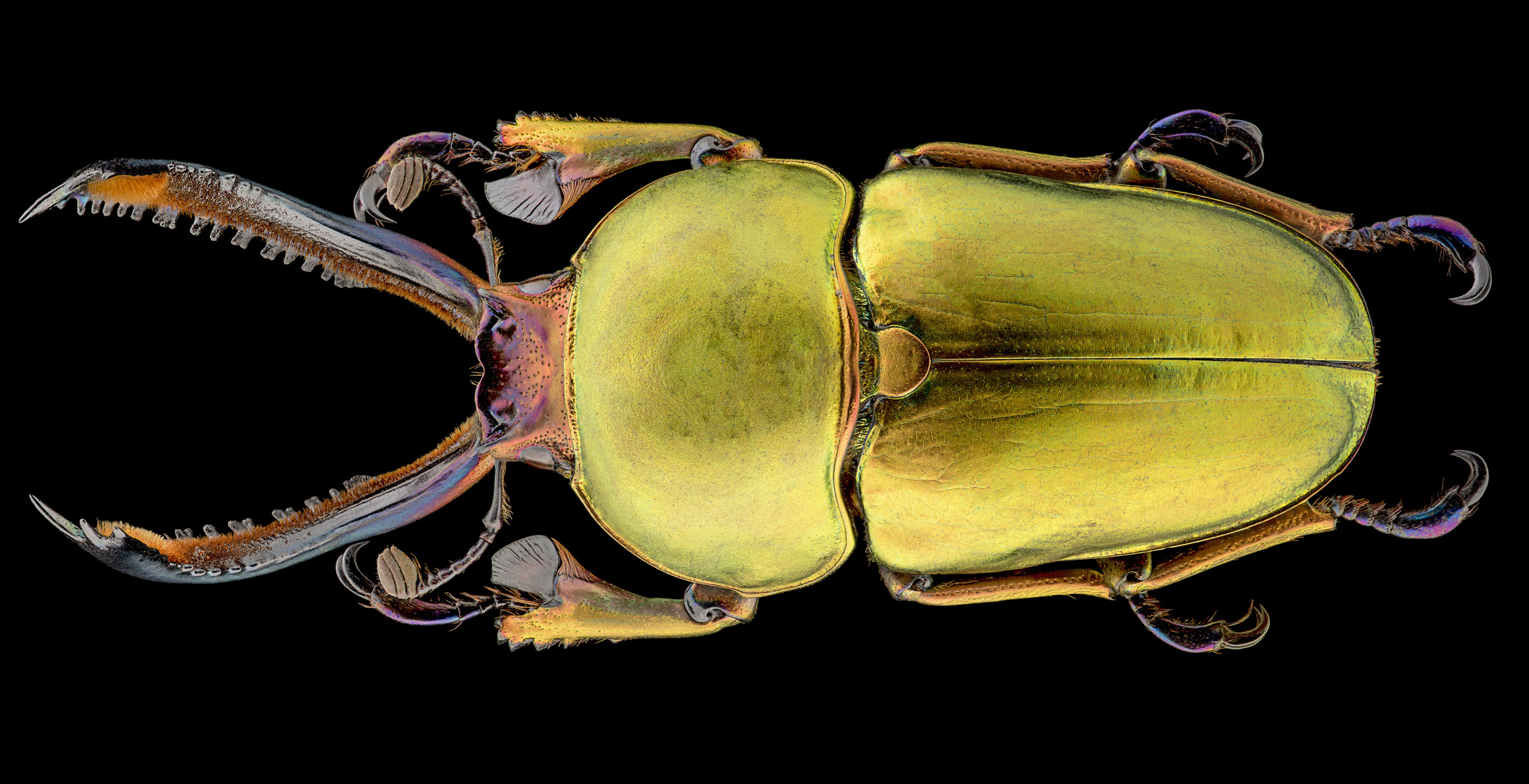 Hirschkäfer Gigapixel