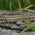 Hirschkäfer im Fernglas, Zauneidechsen im Sucher 01