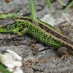 Hirschkäfer im Fernglas, Zauneidechsen im Sucher 02