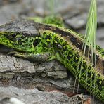 Hirschkäfer im Fernglas, Zauneidechsen im Sucher 03