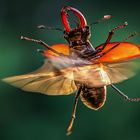 Hirschkäfer im Flug