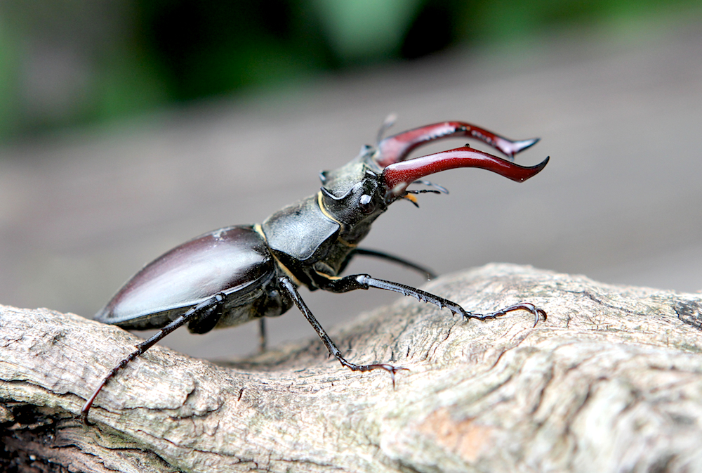 Hirschkäfer im Garten