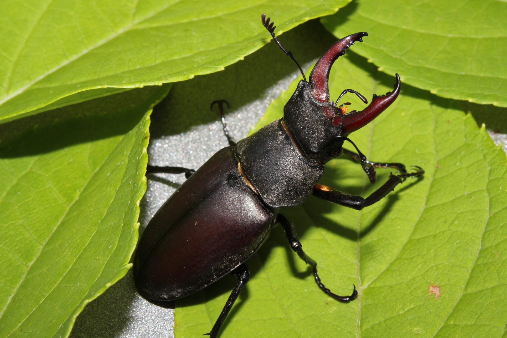 Hirschkäfer im Garten