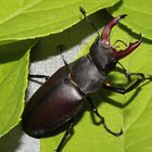 Hirschkäfer im Garten