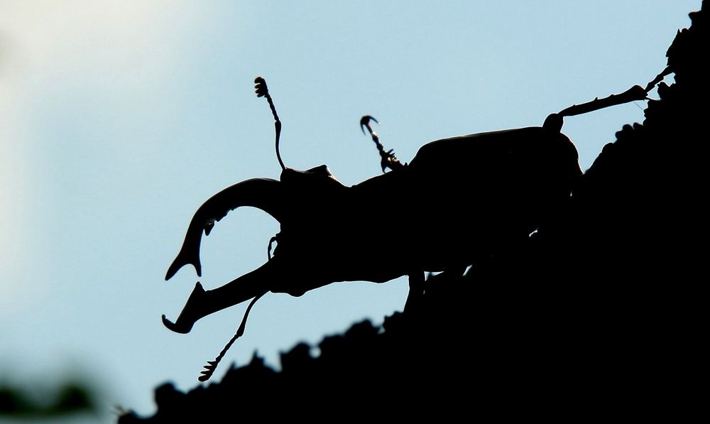 Hirschkäfer im Zwetschgenbaum