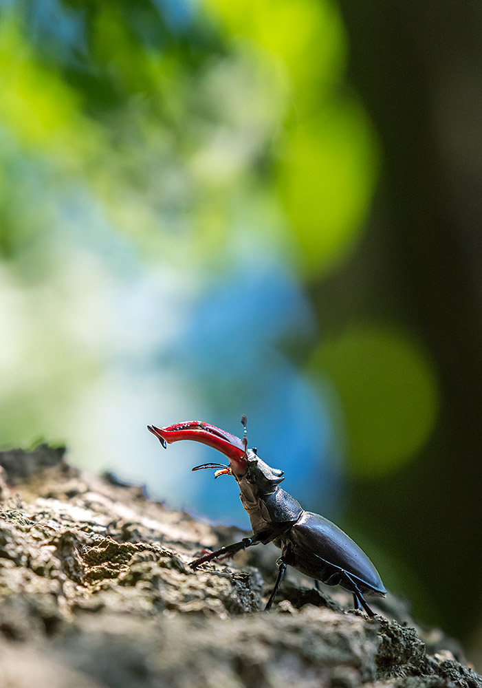 Hirschkäfer in einer Eiche 