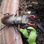 Hirschkäfer in meinem Garten