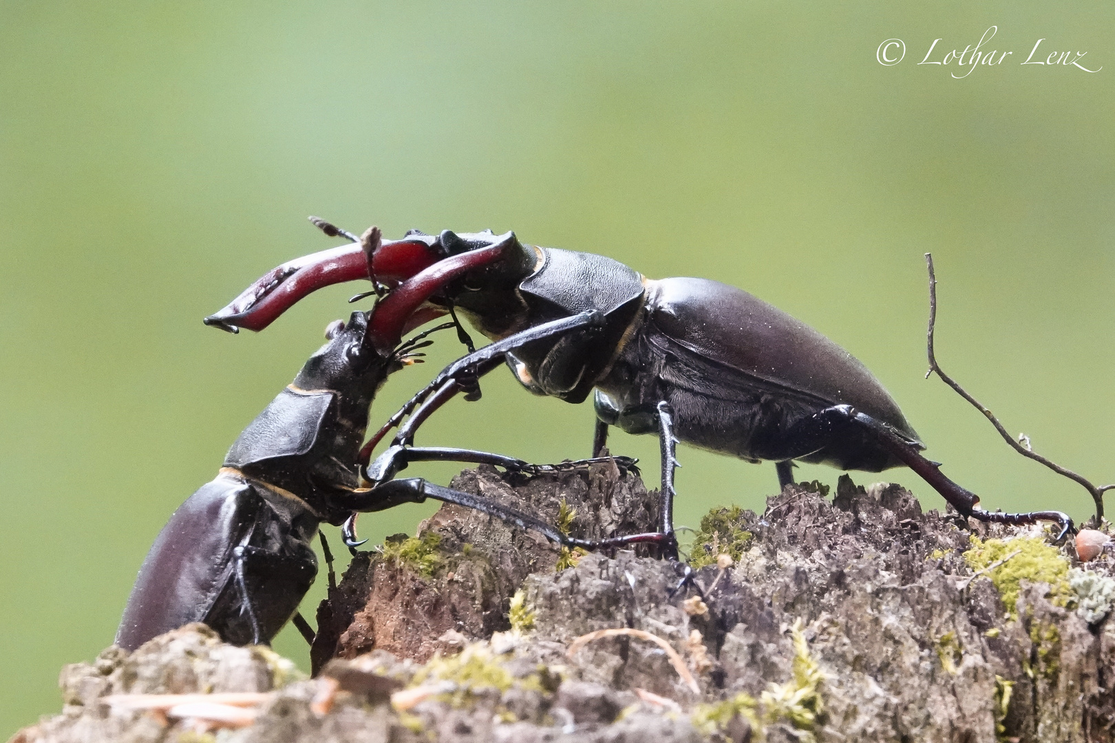 Hirschkäfer kämpfen