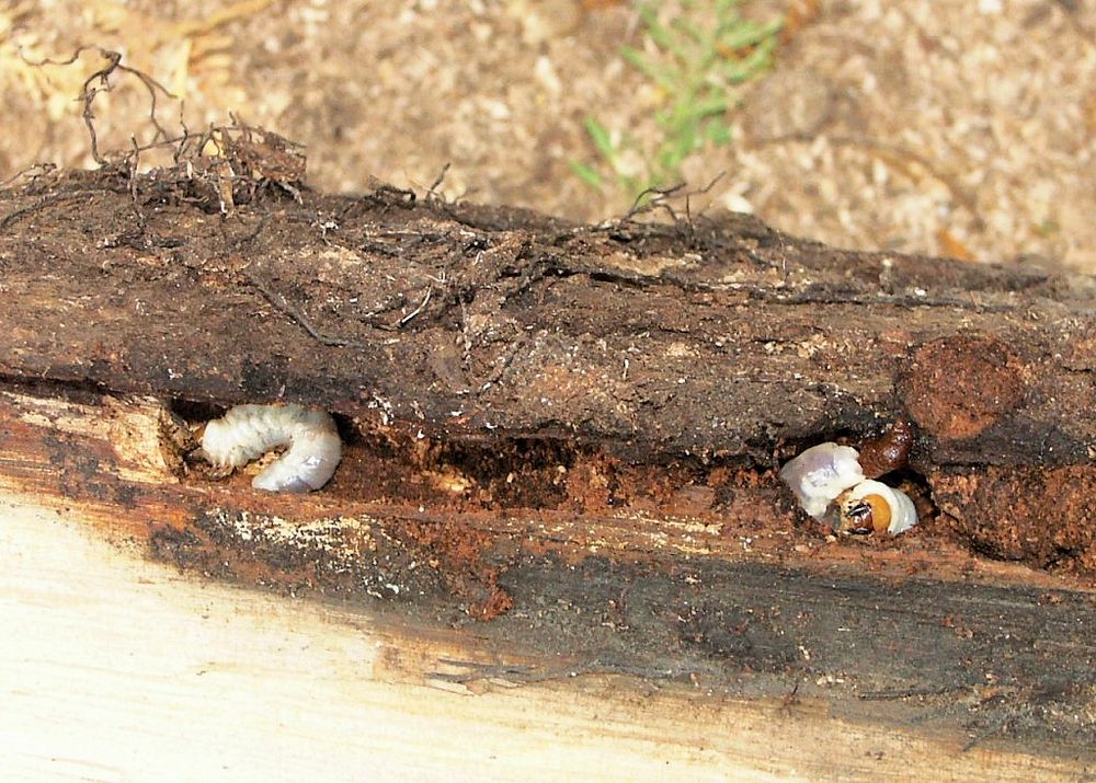 Hirschkäfer, Larven in einem Eichenholzstück