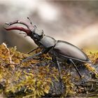 Hirschkäfer / Lucanus cervus