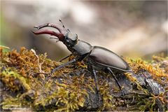 Hirschkäfer / Lucanus cervus