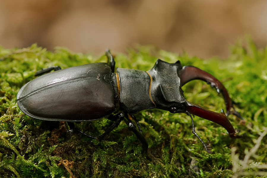 Hirschkäfer (Lucanus cervus) - 2